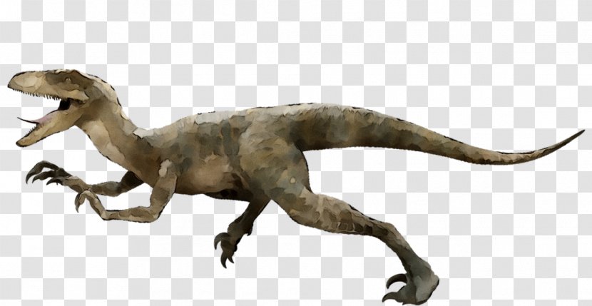 Velociraptor Deinonychus Utahraptor Achillobator Tyrannosaurus Transparent PNG