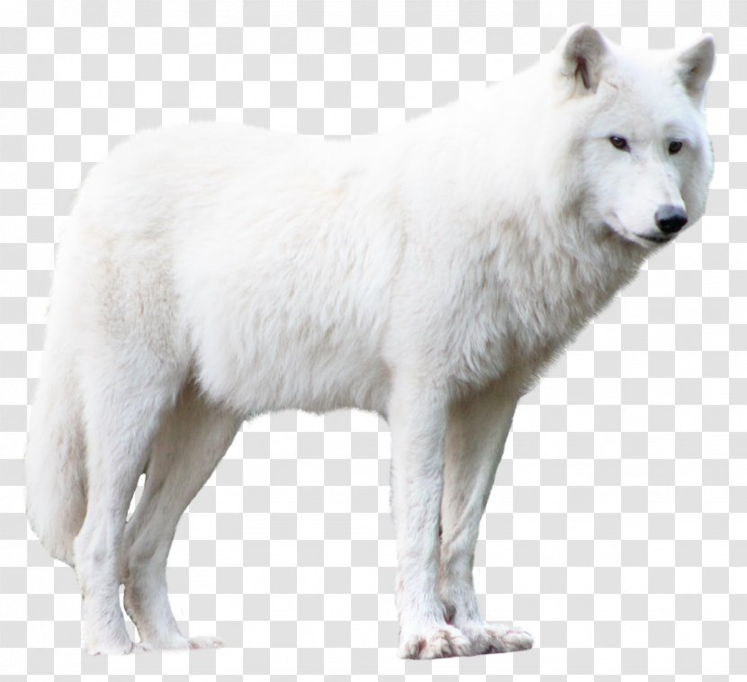 Arctic Wolf Clip Art - Eastern Transparent PNG