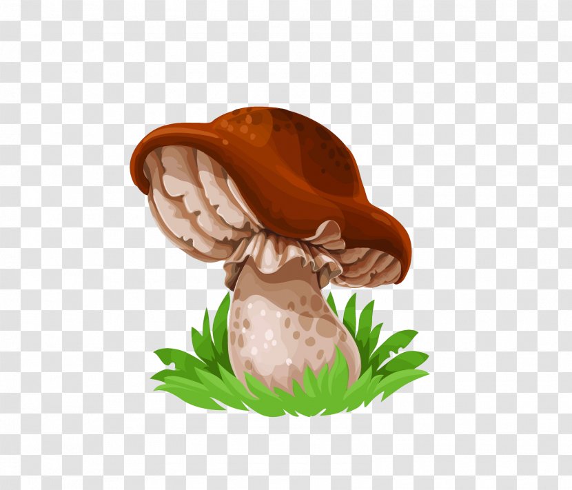 Common Mushroom Drawing Fungus Edible - Chanterelle Transparent PNG