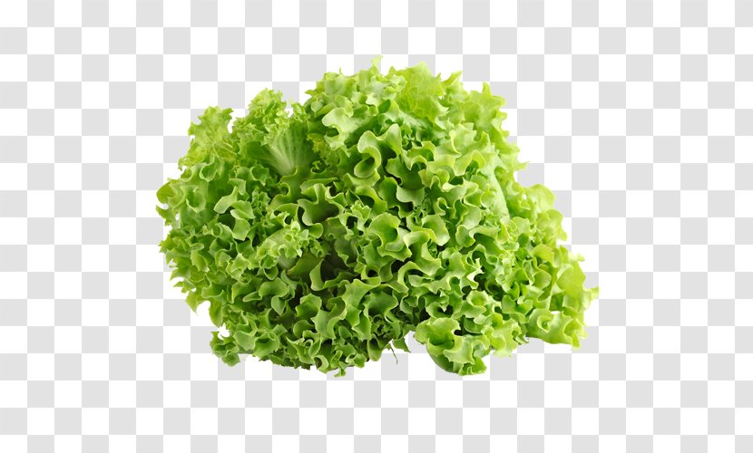 Iceberg Lettuce Leaf Vegetable Salad Endive Red - Chicory Transparent PNG