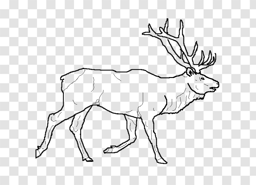 Elk Reindeer Drawing Line Art Transparent PNG