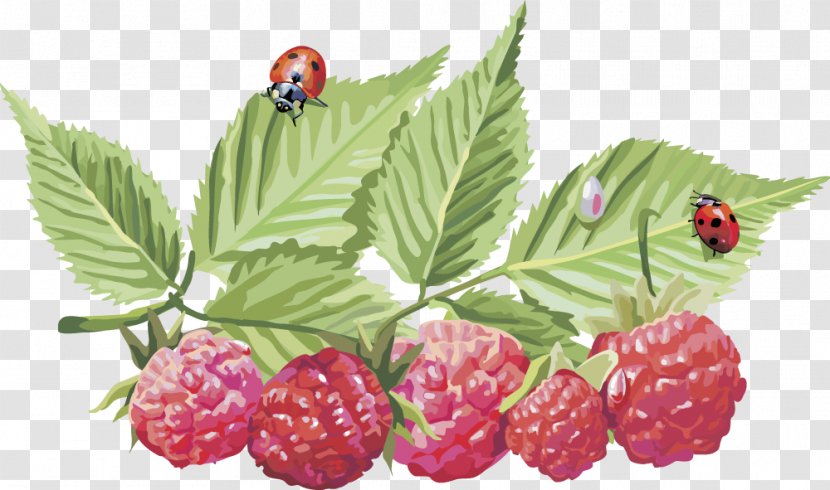 Frutti Di Bosco Red Raspberry Clip Art - Tayberry - Vector Transparent PNG