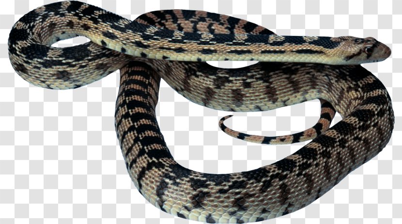 Vipers Snake Reptile Clip Art - Boa Constrictor - Gourd Transparent PNG
