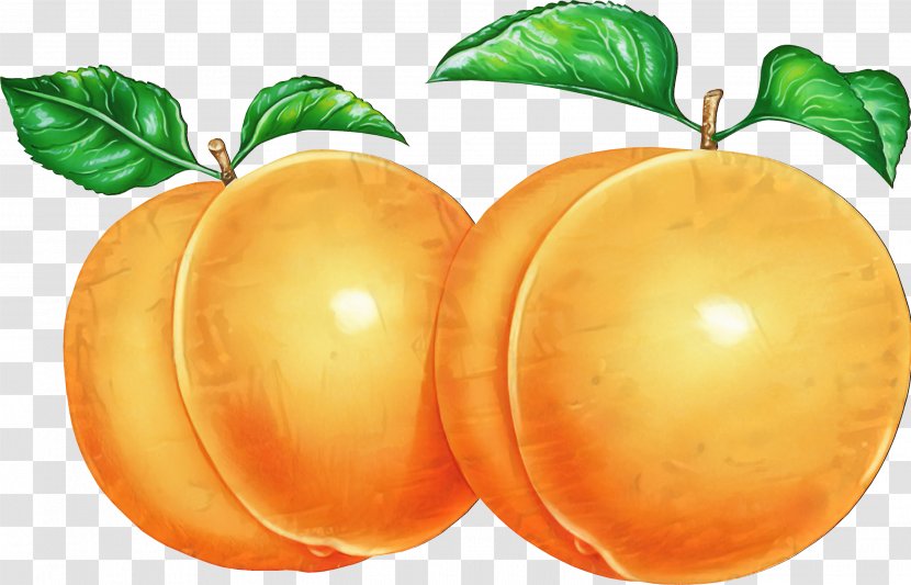 Grapefruit Diet Food Vegetarian Cuisine Orange - Natural Foods - Plant Transparent PNG