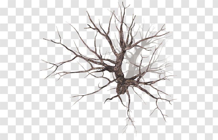 Tree Branch Plant Drawing Wood - Leaf Transparent PNG