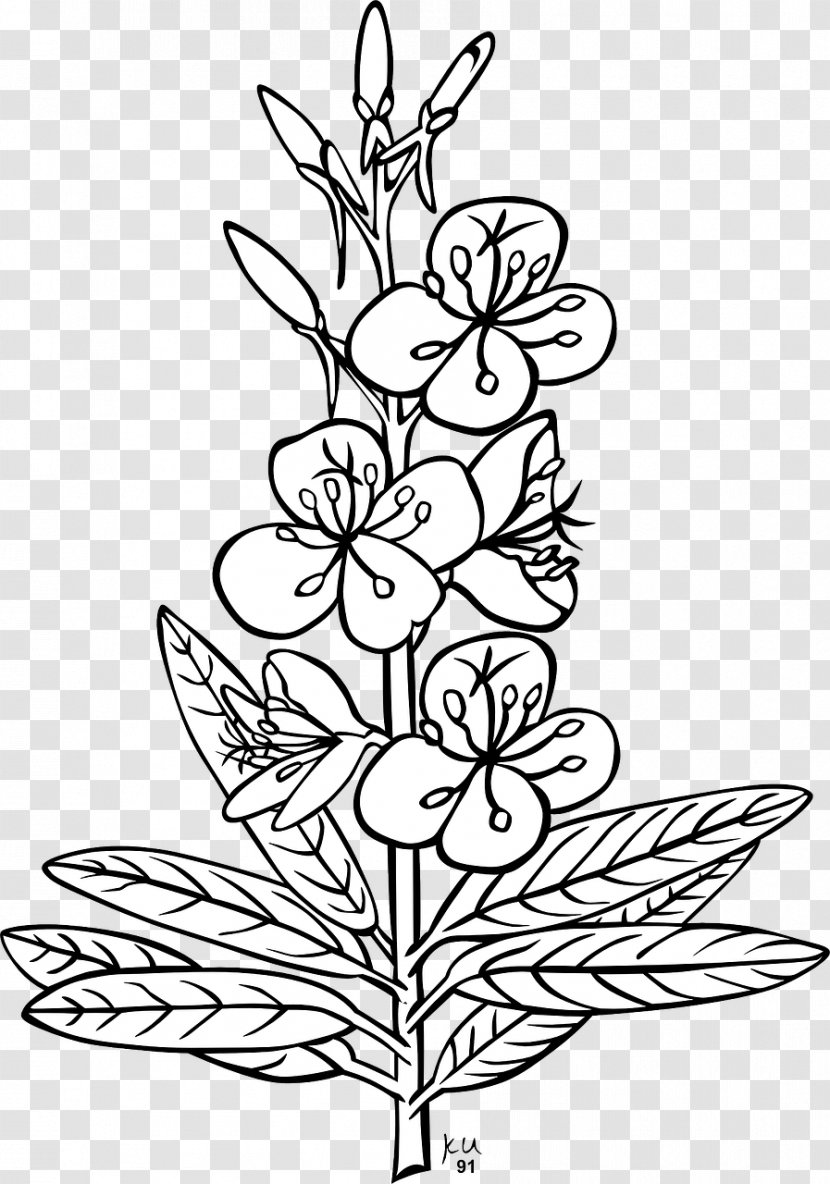 Clip Art Plants Vector Graphics Chamaenerion Angustifolium - Floral Design Transparent PNG