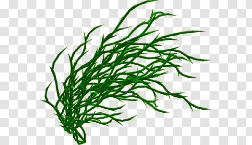 Blog Clip Art - Grass - Plant Transparent PNG