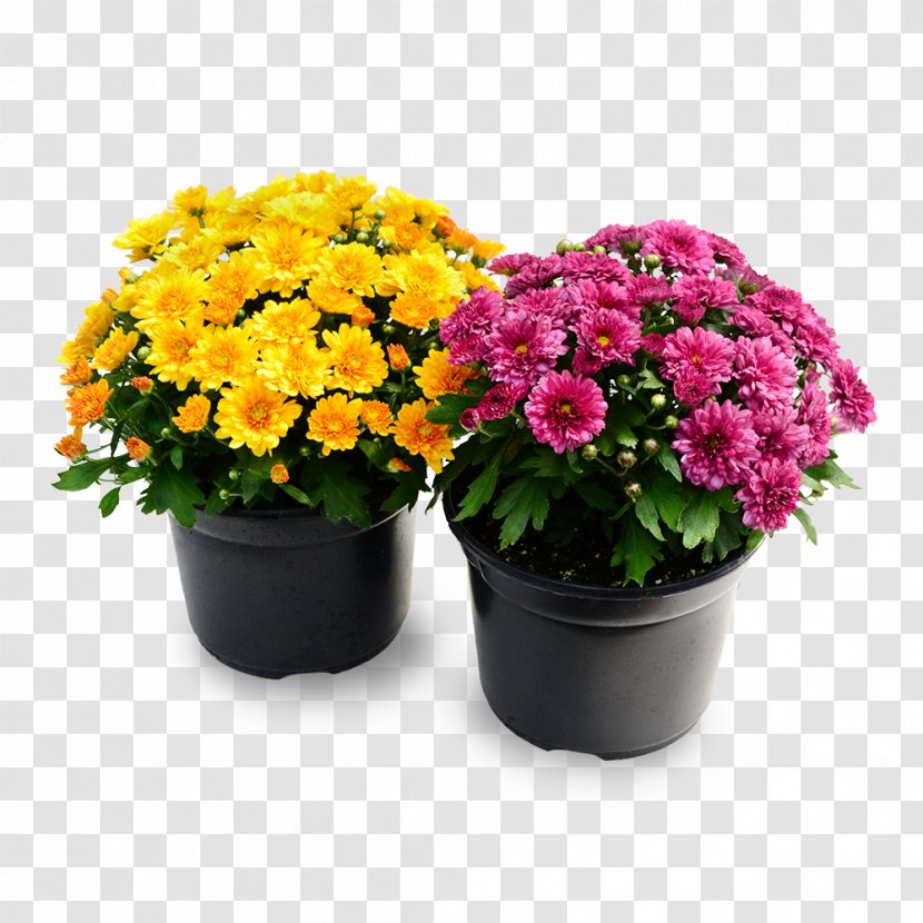 Flower Flowering Plant Flowerpot Houseplant - Lantana Aster Transparent PNG