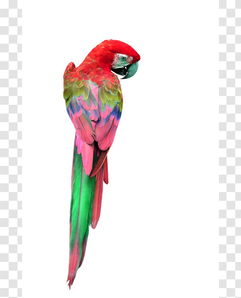 Parrot Red-and-green Macaw Great Green Yellow-crowned Amazon - Royaltyfree Transparent PNG