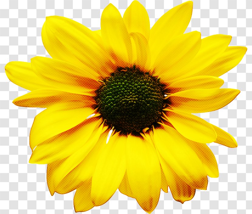 Sunflower - Gazania - Daisy Family Transparent PNG
