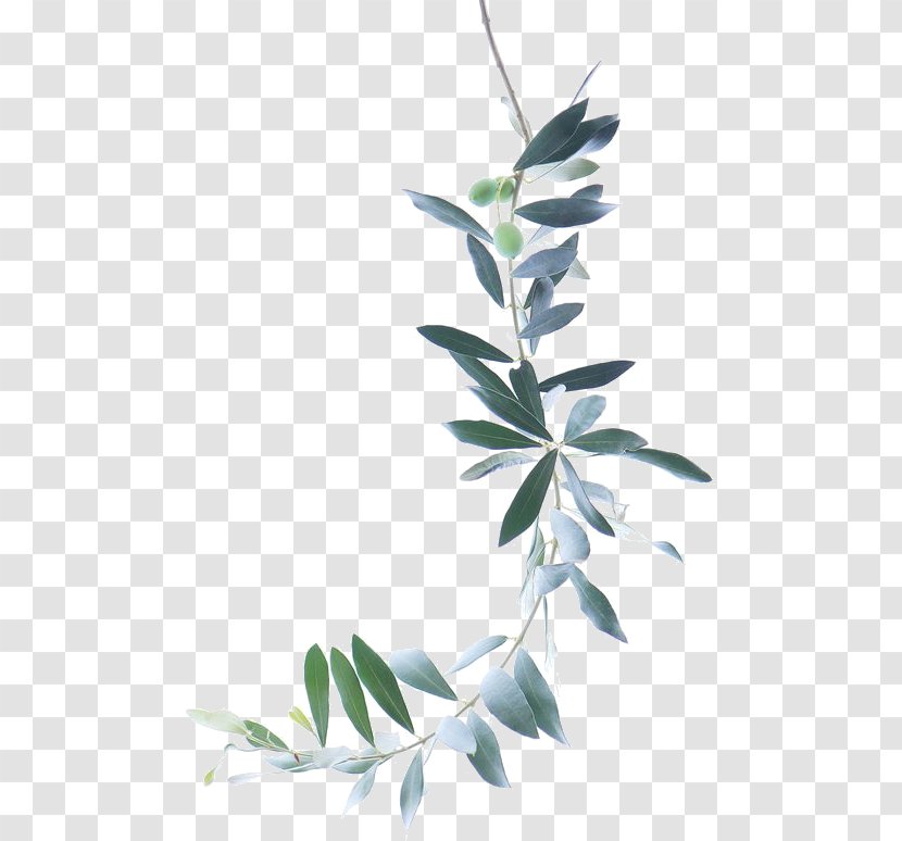Watercolor Painting Drawing Watercolor: Flowers Botanical Illustration - Curry Tree - Leaves Greenery Transparent PNG