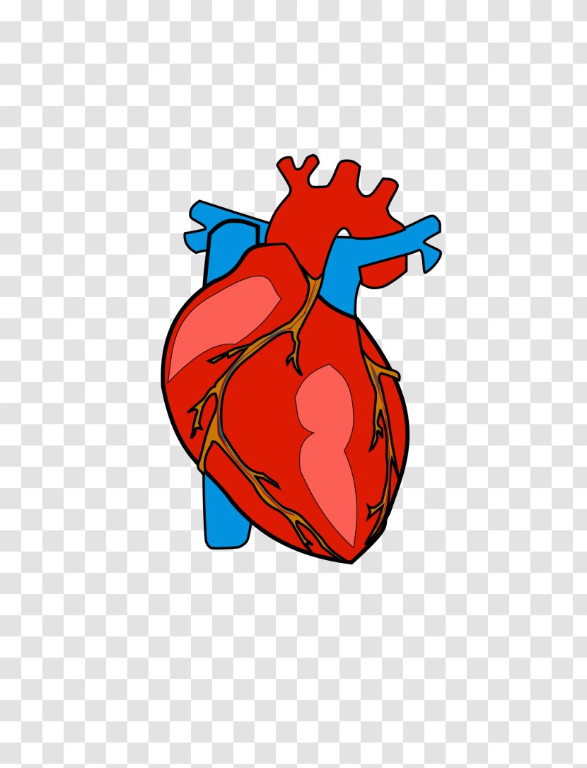 Heart Anatomy Clip Art - Flower - Human Transparent PNG