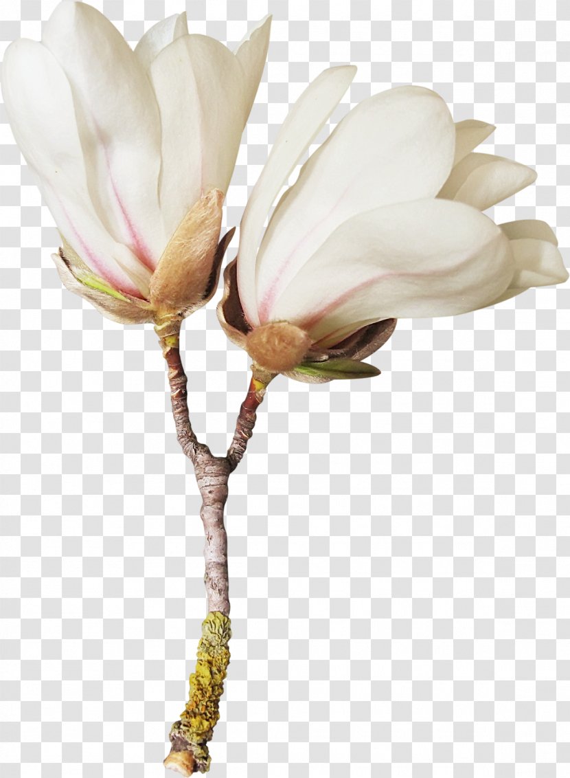 Flower Magnolia Blog Clip Art - Spring - Vilakku Transparent PNG