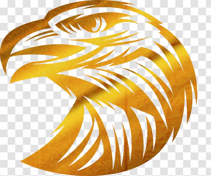 Bald Eagle - Hawk - Golden Transparent PNG