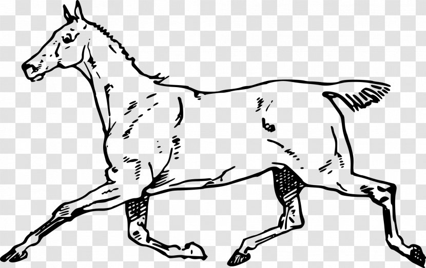 Mustang Mule Canter And Gallop Clip Art - Tail Transparent PNG