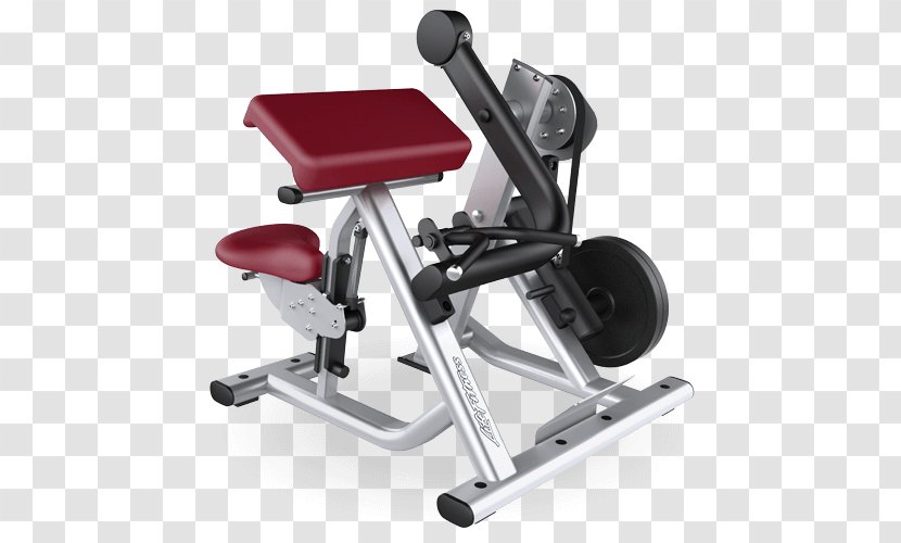 Biceps Curl Exercise Equipment Fitness Centre Machine Life - Bodybuilding Transparent PNG