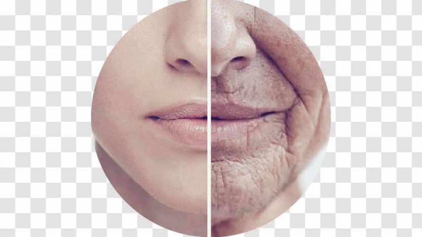 Ageing Research Aging-associated Diseases Science Life Extension - Medicine - EpiDermis Transparent PNG