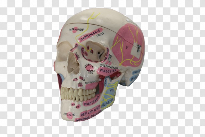 Skull - Headgear Transparent PNG