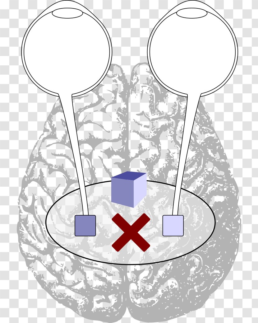 Cerebral Hemisphere Lobes Of The Brain Human Cerebrum - Watercolor Transparent PNG
