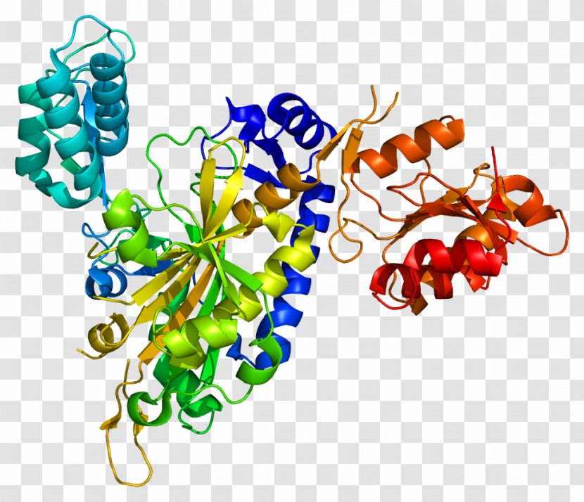 Aminoacyl TRNA Synthetase Transfer RNA Glycine—tRNA Ligase Gene - Artwork - Food Transparent PNG