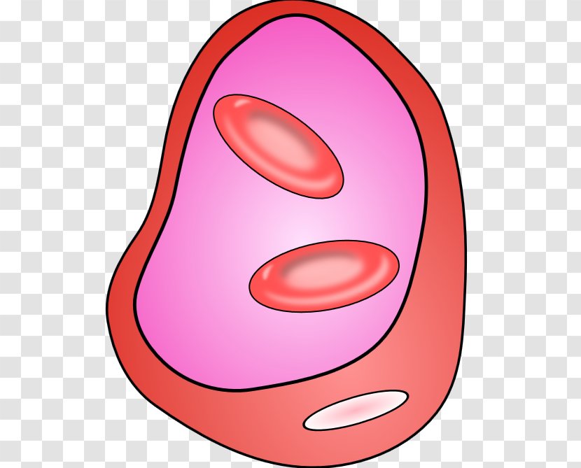 Clip Art Red Blood Cell Vector Graphics Openclipart - Biology - Cells Transparent PNG