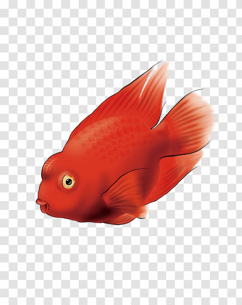 Amazon Parrot Fish Computer File Transparent PNG