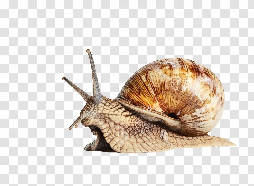 Watercolor Garden - Sea Snail - Conch Escargot Transparent PNG