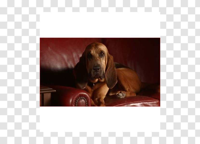 Redbone Coonhound Treeing Walker Bloodhound Basset Hound Dachshund - Scent - Puppy Transparent PNG