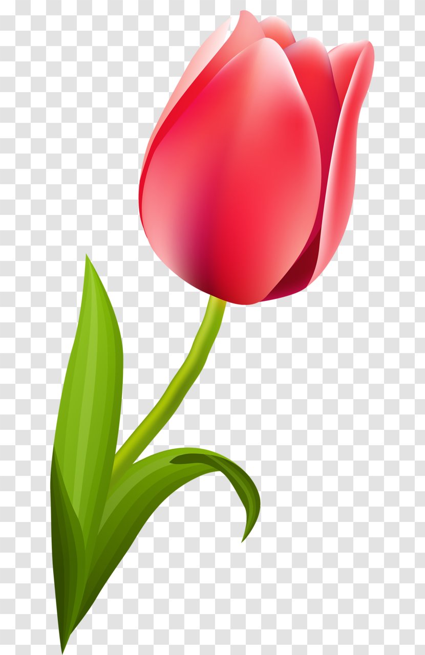 Flowering Plant Tulip Cut Flowers Liliaceae - Stem Transparent PNG