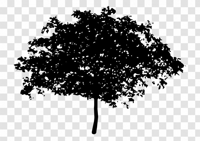 Tree Oak Silhouette Clip Art - Black And White - Root Transparent PNG