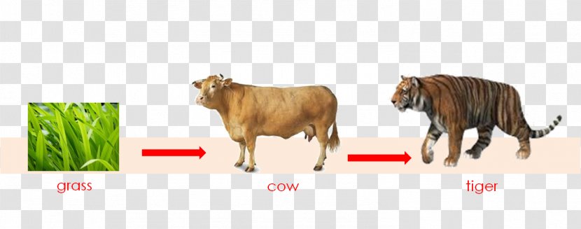 Cattle Tiger Food Chain Web - Eating - Chin Transparent PNG