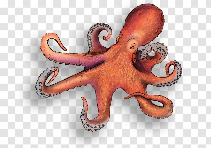 Octopus Squid Ocean Cephalopod - Blueringed - Octapus Transparent PNG