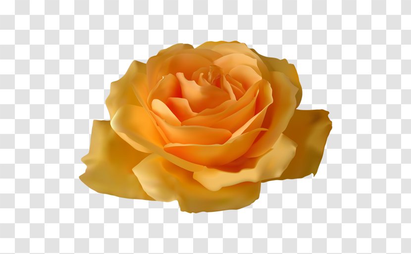Garden Roses Flower Vector Graphics Clip Art - Rosa Centifolia - Image Transparent PNG