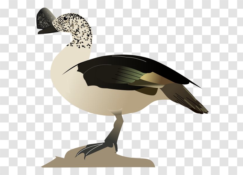 Goose Duck Mallard Bird Waterfowl - Wing - Comb Transparent PNG