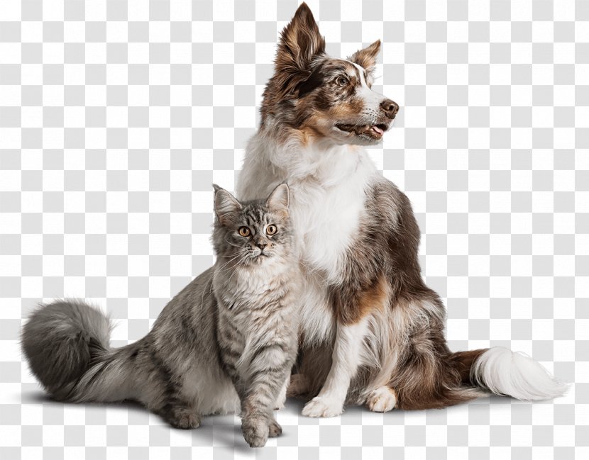 Dog Food Cat Kidney Disease Transparent PNG