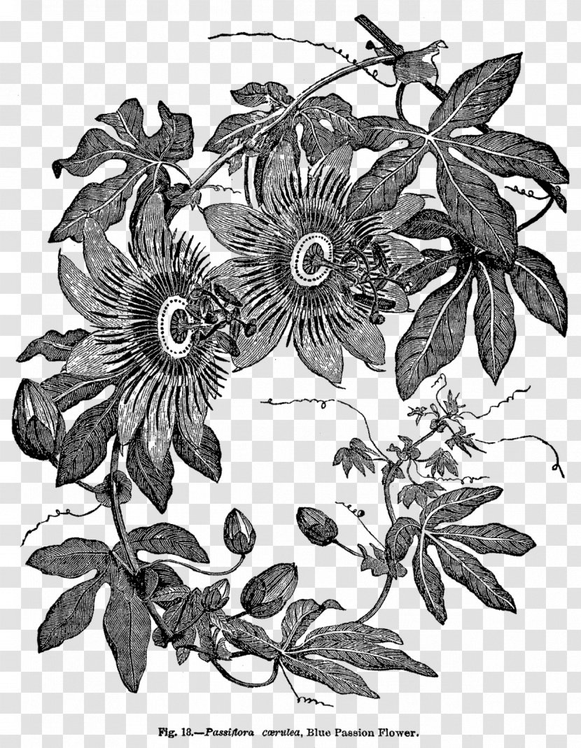 Passiflora Caerulea Wood Engraving Botany - Botanical Illustration - Flowers Transparent PNG