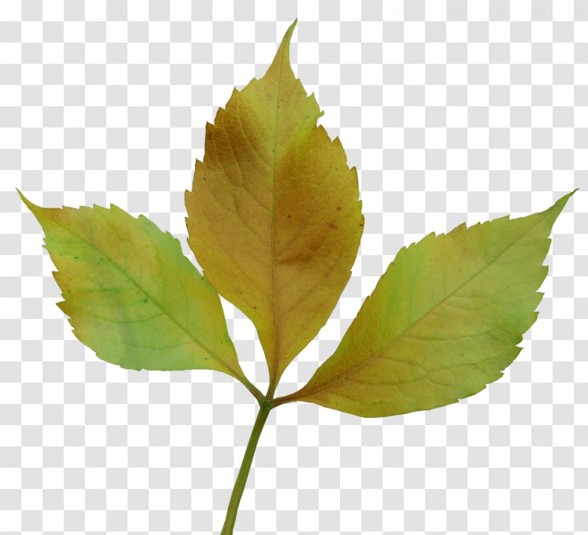 Leaf Autumn Yandex Photography - U - Leaves Transparent PNG