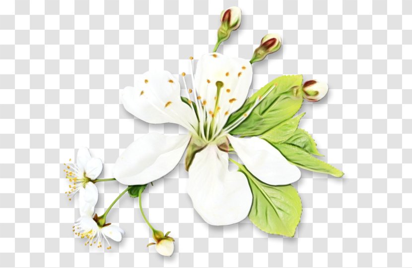 Cherry Blossom Flower - Painting - Stargazer Lily Wildflower Transparent PNG