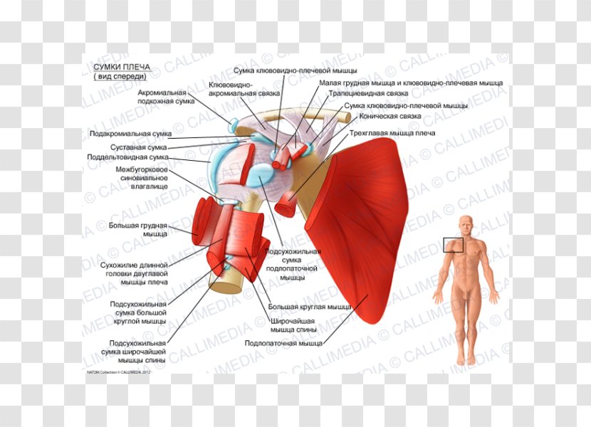 Subscapularis Muscle Synovial Bursa Subacromial Subcoracoid - Silhouette - Cartoon Transparent PNG