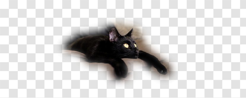 Black Cat Kitten Domestic Short-haired Whiskers - Tail Transparent PNG