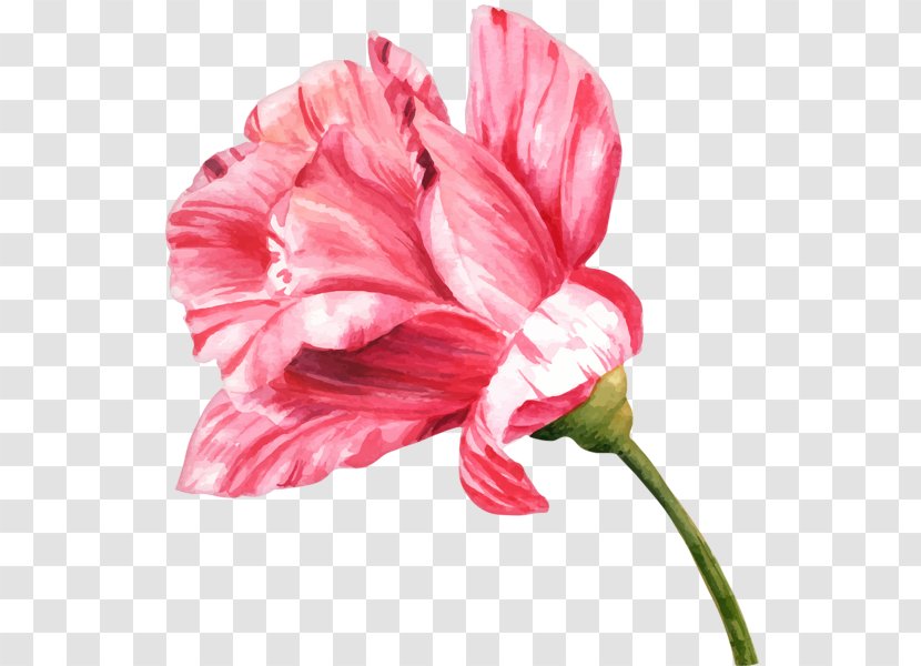Flower Watercolor Painting Drawing Bud - Hippeastrum Transparent PNG