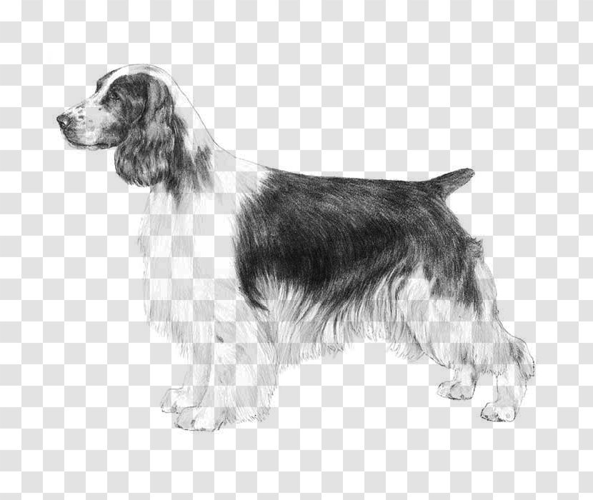 Water Cartoon - Cocker Spaniel - Irish Red And White Setter Companion Dog Transparent PNG