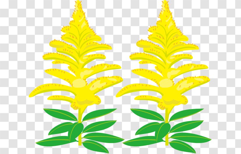 Canada Goldenrod Royalty-free Clip Art - Flower Autumn Transparent PNG