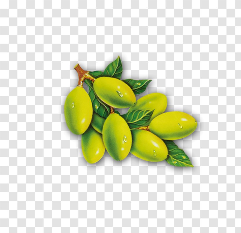 Olive Leaf Oil - Olives Transparent PNG