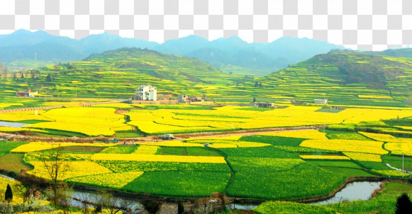 Canola Brassica Rapa Longgongzhen U6cb9u83dc - Rapeseed - Anshunsaurus Palace Flower Transparent PNG