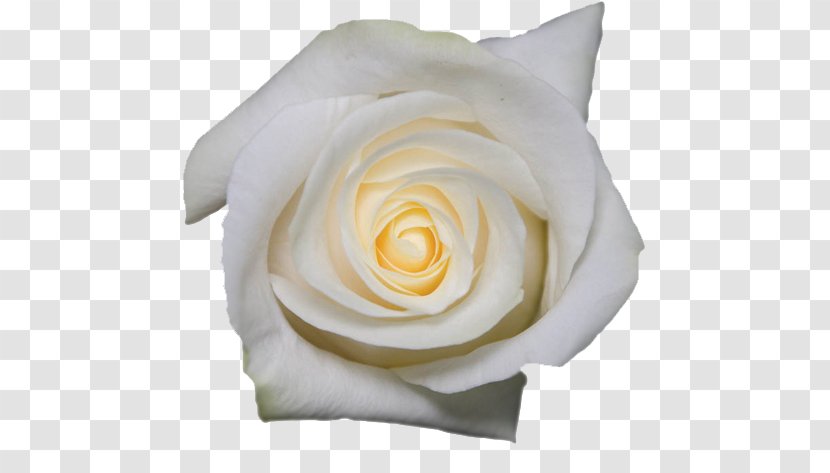 Garden Roses Cut Flowers Petal - Rose Transparent PNG