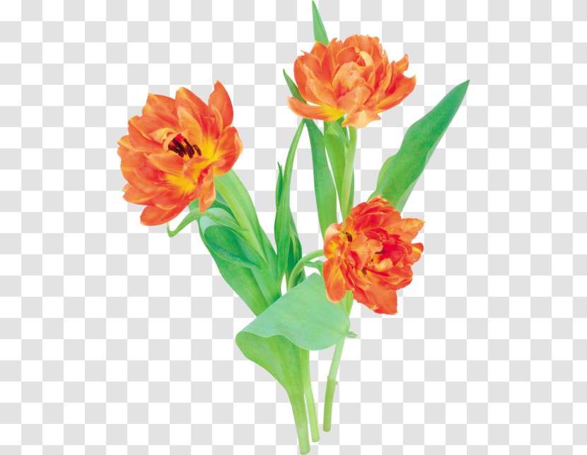 Floral Design Tulip Cut Flowers Clip Art - Plant Stem Transparent PNG