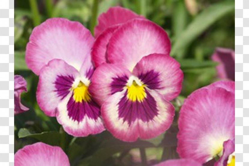 Pansy Violet Annual Plant Seed - Viola Transparent PNG