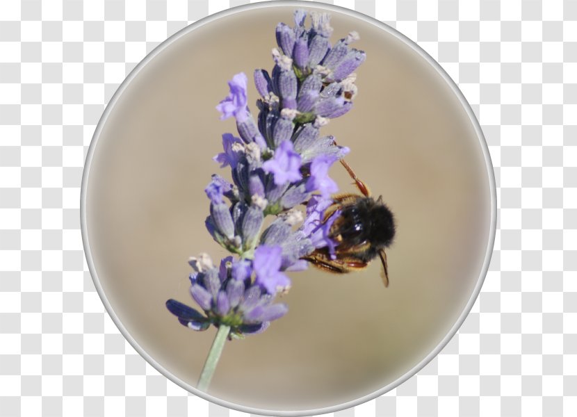 Honey Bee English Lavender Bumblebee - Insect - Lavande Transparent PNG