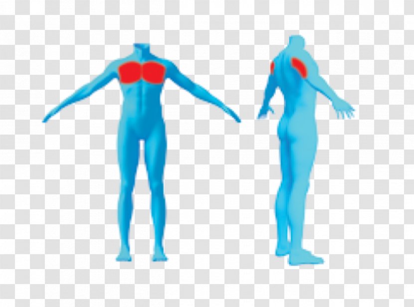Human Shoulder Muscle Wetsuit Character - Frame - Triceps Transparent PNG